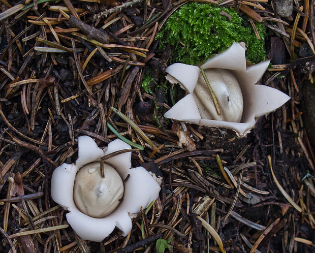 hviezdovka strapkatá Geastrum fimbriatum Fr.