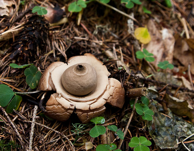 hviezdovka trojitá Geastrum triplex Jungh.