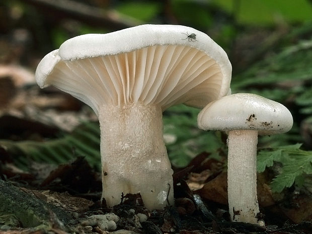 šťavnačka mydlová Hygrophorus cossus (Sowerby) Fr.