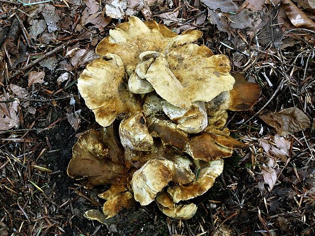 krásnopórovec zelenohnedý Laeticutis cristata (Schaeff.) Audet