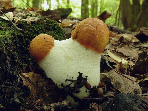 kozák osikový Leccinum albostipitatum den Bakker & Noordel.