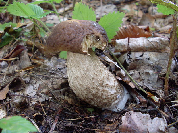 kozák hrabový Leccinum pseudoscabrum (Kallenb.) Šutara