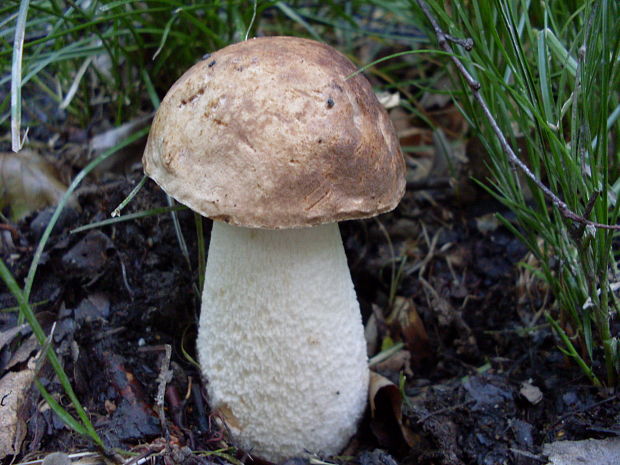 kozák brezový Leccinum scabrum (Bull.) Gray