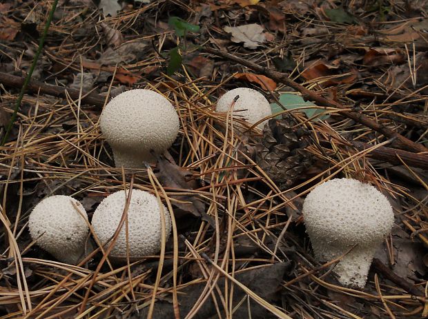 prášnica bradavičnatá  Lycoperdon perlatum Pers.