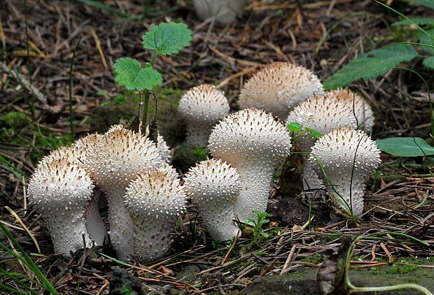 prášnica bradavičnatá Lycoperdon perlatum Pers.