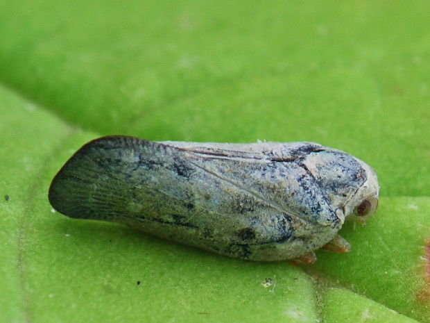 cikádka Metcalfa pruinosa,Flatidae