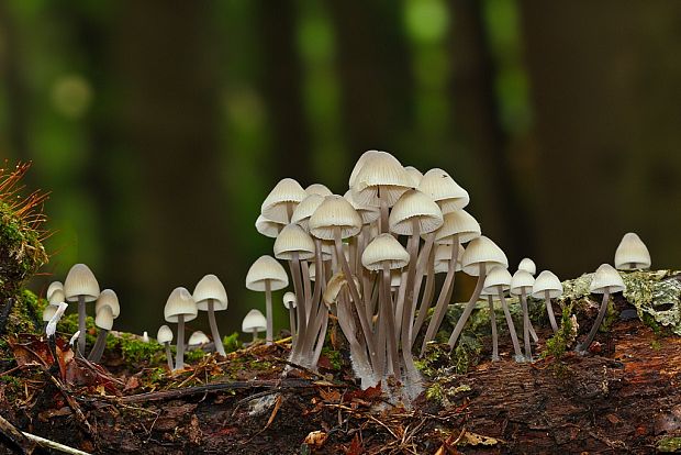 prilbička Mycena sp.