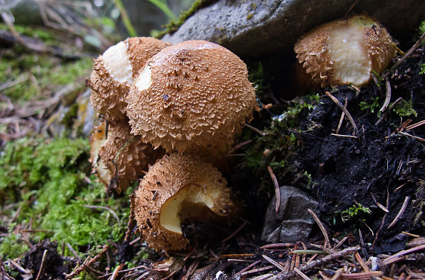 šupinovka Pholiota sp.