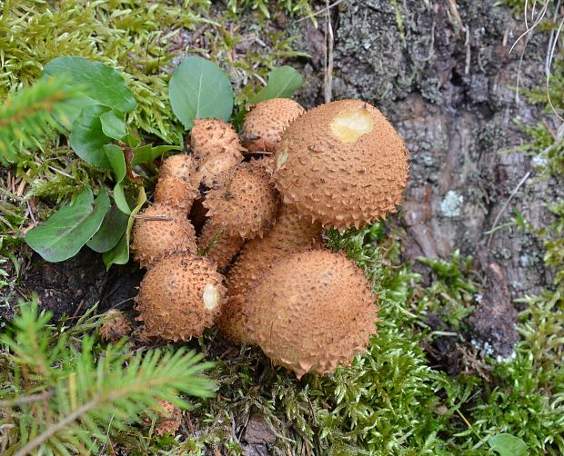 šupinovka šupinatá Pholiota squarrosa (Vahl) P. Kumm.