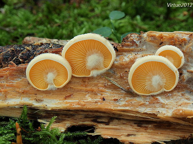 hlivník hniezdovitý Phyllotopsis nidulans (Pers.) Singer