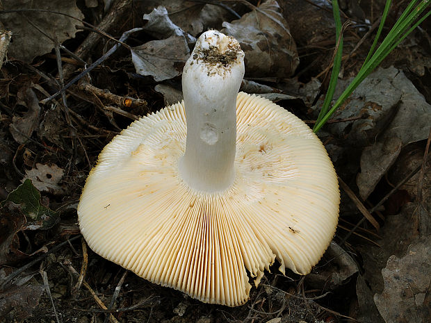 plávka modrozelená Russula parazurea Jul. Schäff.