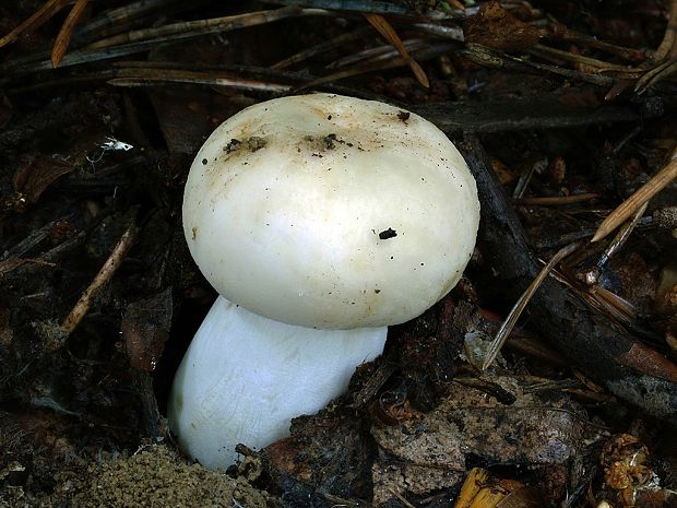 plávka zelenkastá Russula virescens (Schaeff.) Fr.