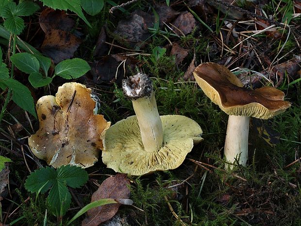 čírovka osiková Tricholoma frondosae Kalamees & Shchukin