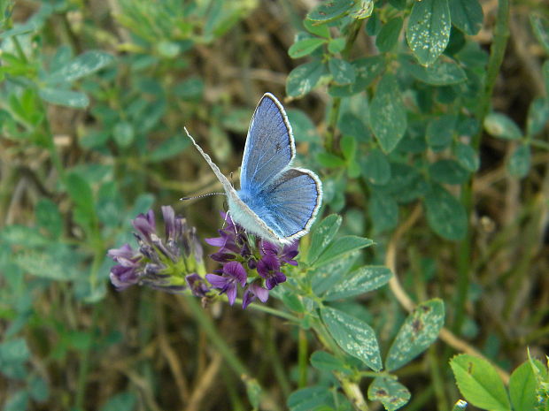 modráčik obyčajný polyommatus icarus