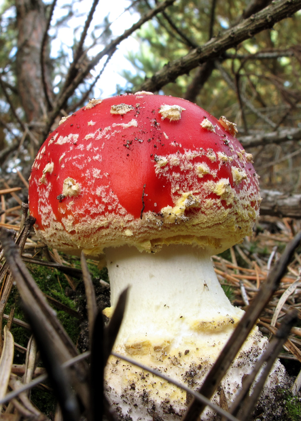 muchotrávka červená Amanita muscaria (L.) Lam.