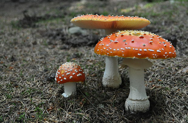 muchotrávka červená Amanita muscaria (L.) Lam.