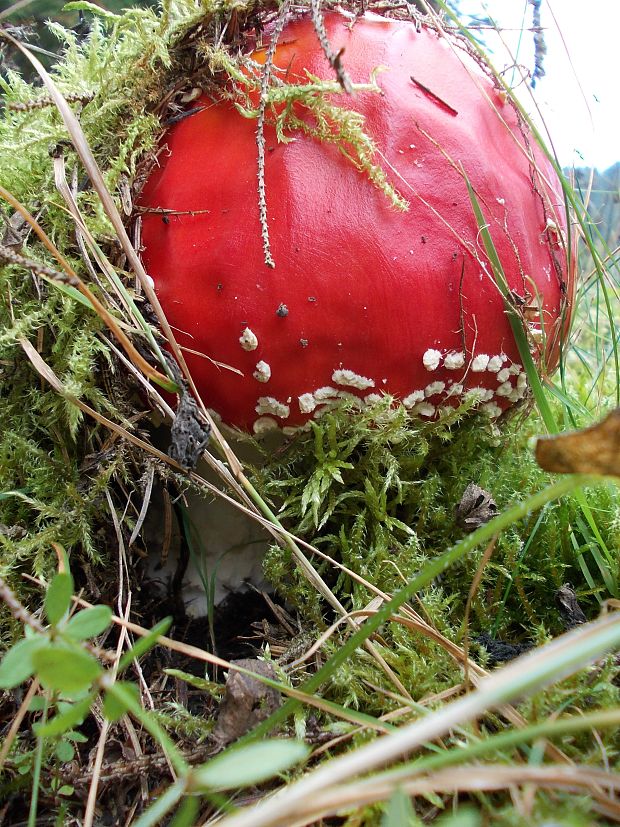 muchotrávka červená Amanita muscaria (L.) Lam.