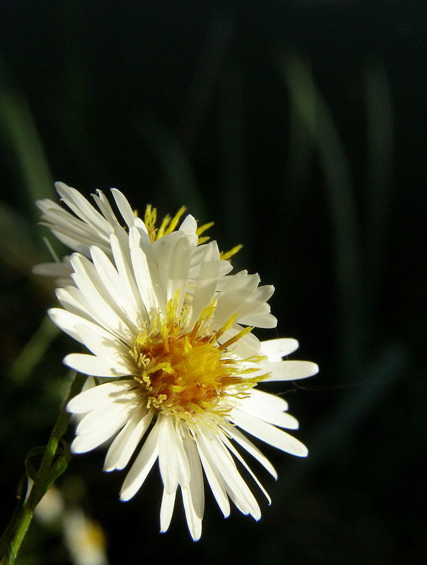 astra kopijovitolistá Aster lanceolatus Willd.