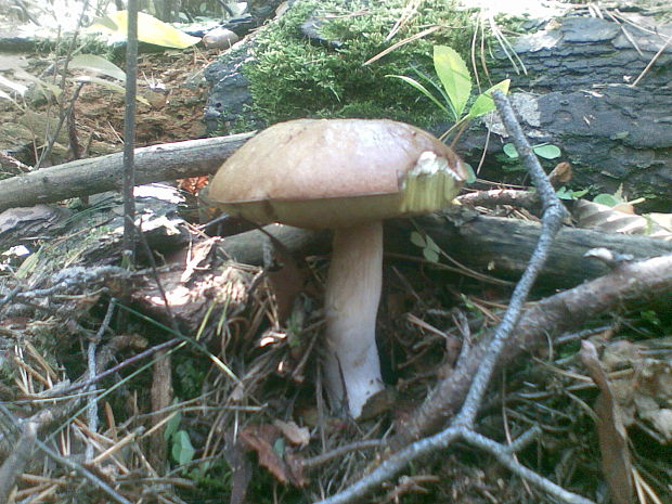 hríb smrekový Boletus edulis Bull.