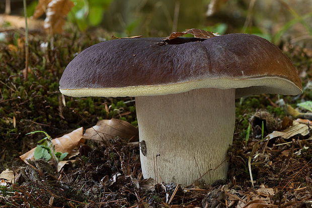 hríb smrekový Boletus edulis Bull.