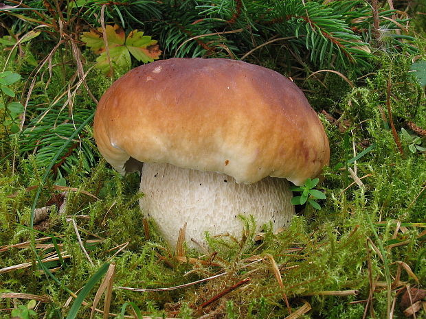 hríb smrekový Boletus edulis Bull.