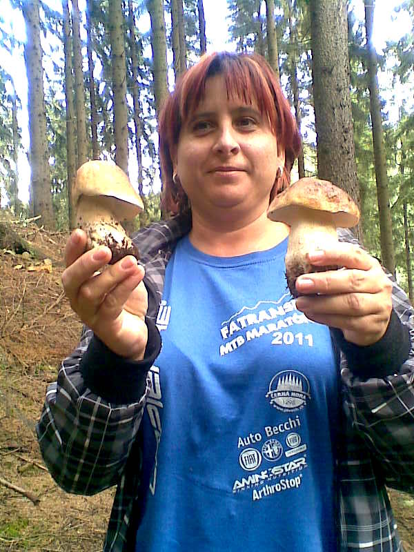 hríb smrekový Boletus edulis Bull.