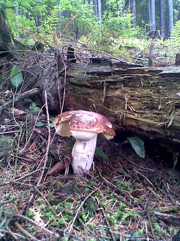 hríb smrekový Boletus edulis Bull.