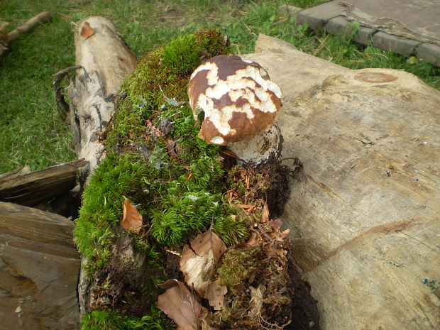 hríb smrekový Boletus edulis Bull.