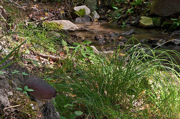 hríb smrekovy - biotop Boletus pinophilus Pil. et Dermek in Pil.