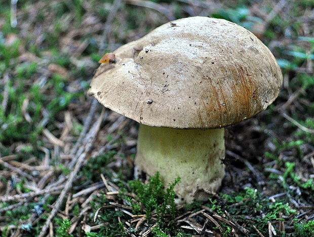 hríb horský Butyriboletus subappendiculatus (Dermek, Lazebn. & J. Veselský) D. Arora & J.L. Frank