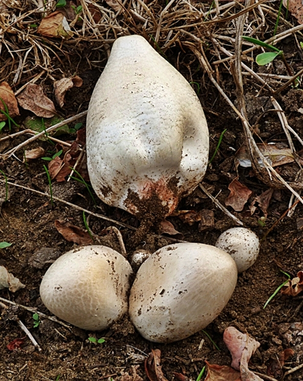 strieška bedľovitá Chlorophyllum agaricoides (Czern.) Vellinga