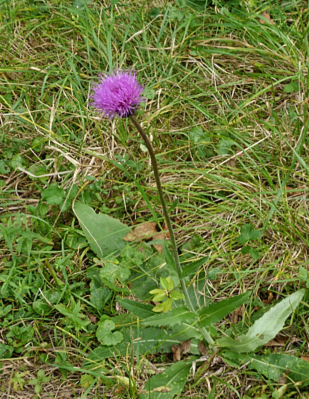 pichliač sivý Cirsium canum (L.) All.