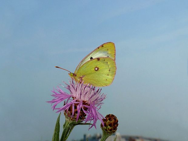 žltáčik Colias sp.