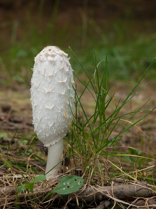 hnojník obyčajný Coprinus comatus (O.F. Müll.) Pers.