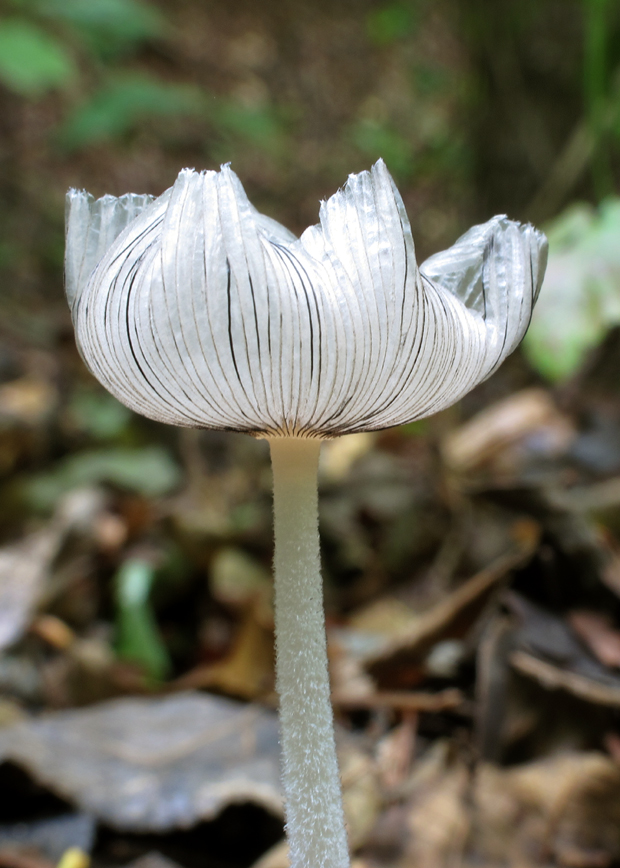 hnojník Coprinus sp.