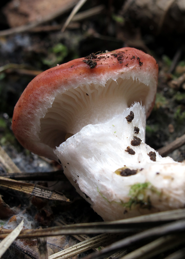 sliziak ružový Gomphidius roseus (Fr.) Oudem.