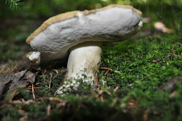 hríbnik modrejúci Gyroporus cyanescens (Bull.) Quél.