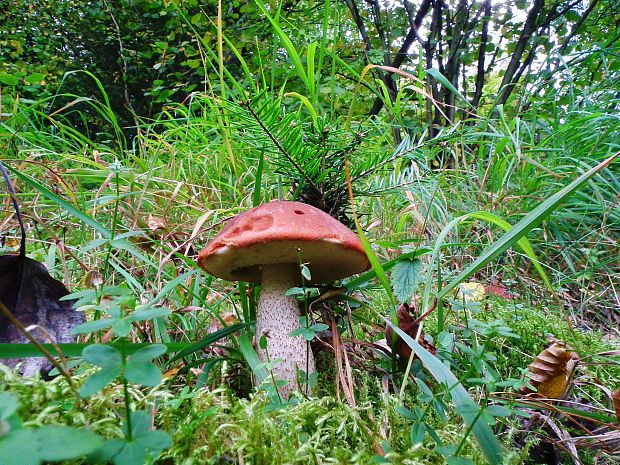 kozák osikový Leccinum albostipitatum den Bakker & Noordel.