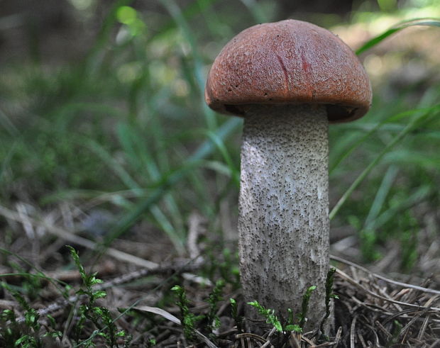 kozák smrekový Leccinum piceinum Pilát & Dermek