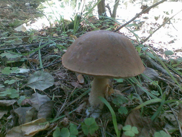 kozák brezový Leccinum scabrum (Bull.) Gray