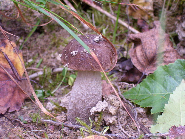 kozák brezový Leccinum scabrum (Bull.) Gray