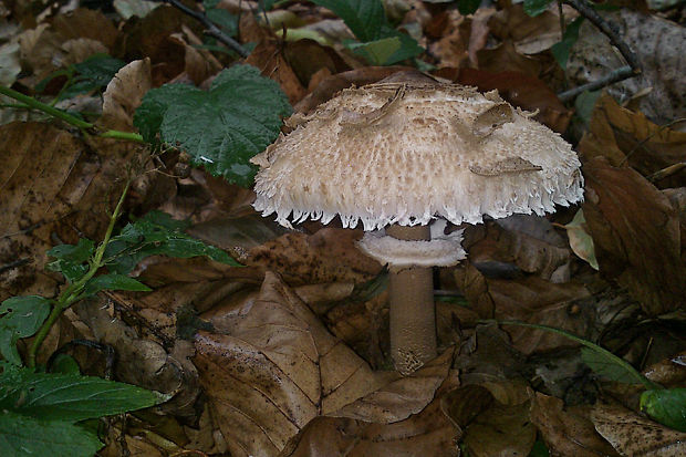 bedľa vysoká Macrolepiota procera (Scop.) Singer