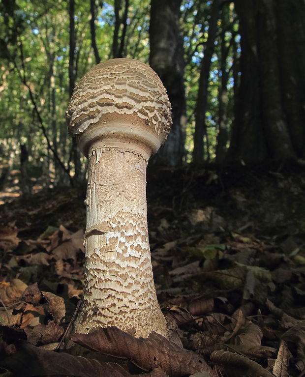 bedľa vysoká Macrolepiota procera (Scop.) Singer