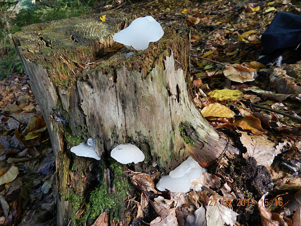 pajelenka želatínová Pseudohydnum gelatinosum (Scop.) P. Karst.