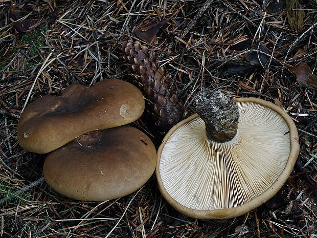 čechračka tmavohlúbiková Tapinella atrotomentosa (Batsch) Šutara