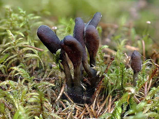 žezlovka srnková Tolypocladium ophioglossoides (J.F. Gmel.) Quandt, Kepler & Spatafora