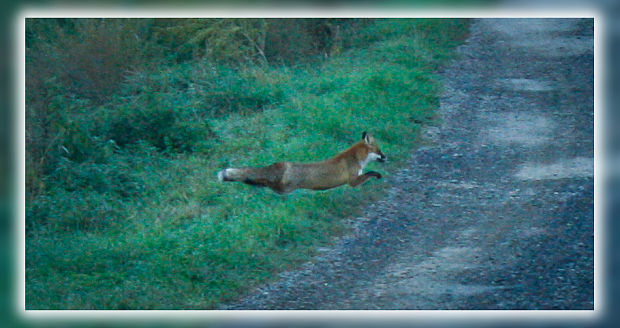 líška hrdzavá Vulpes vulpes