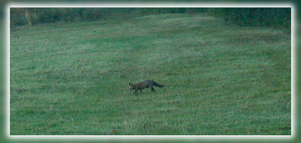 líška hrdzavá Vulpes vulpes