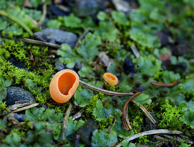 tanierovka oranžová Aleuria aurantia (Pers.) Fuckel