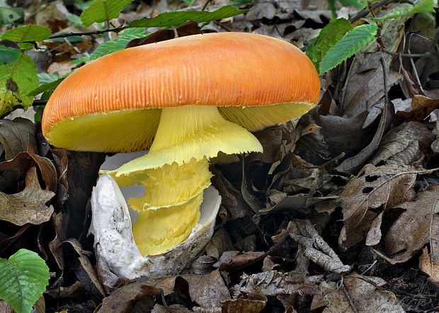 muchotrávka cisárska Amanita caesarea (Scop.) Pers.